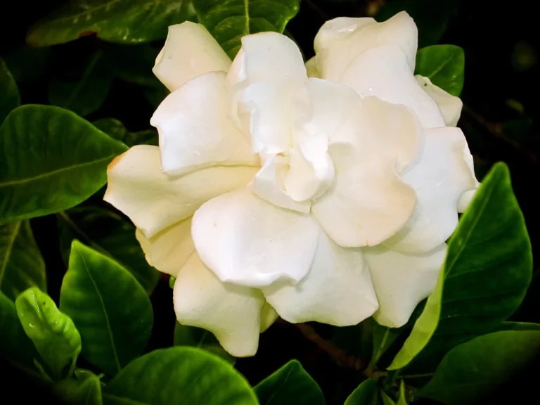 how to care for an indoor gardenia plant