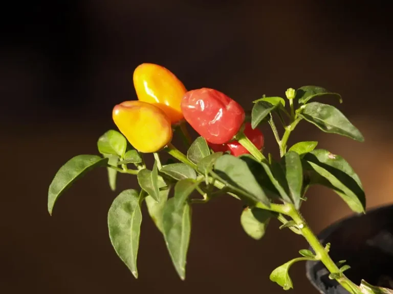 how to care for chilli plants in pots