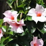 how to care for dipladenia plant