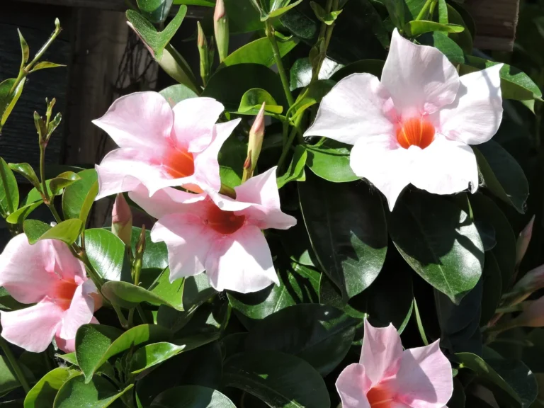 how to care for dipladenia plant