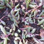 how to care for ruby necklace plant