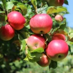 how to grow apples from seed
