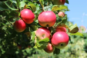 how to grow apples from seed