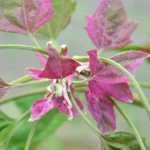 how to take care of a poinsettia plant