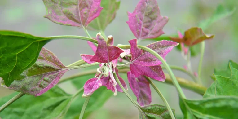 how to take care of a poinsettia plant