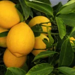 meyer lemon tree care