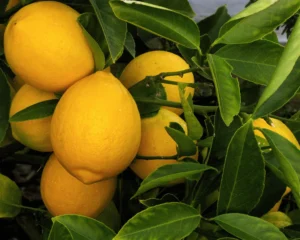 meyer lemon tree care