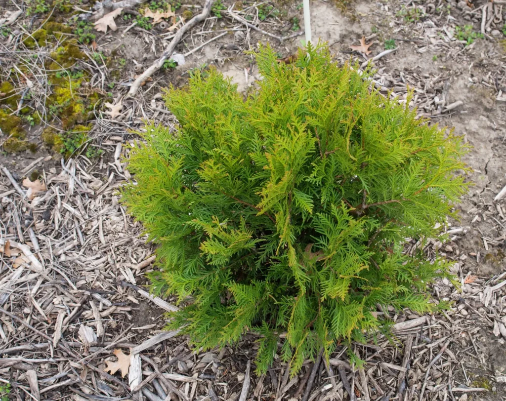 Arborvitae Cutting