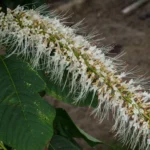How To Grow A Native Bottlebrush Buckeye Shrub