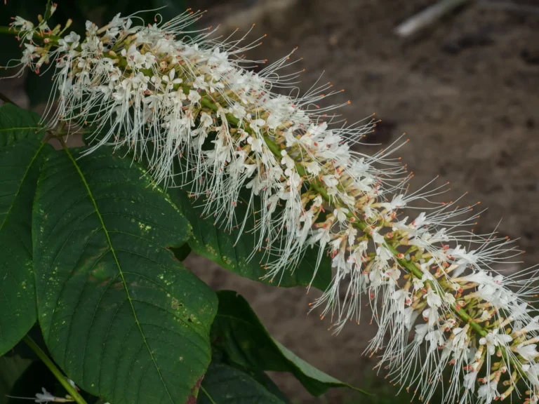 How To Grow A Native Bottlebrush Buckeye Shrub