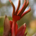 How To Grow And Care For A Devil’s Hand Tree