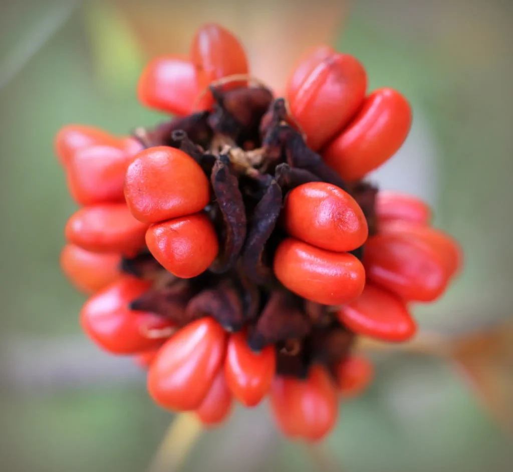 magnolia seeds