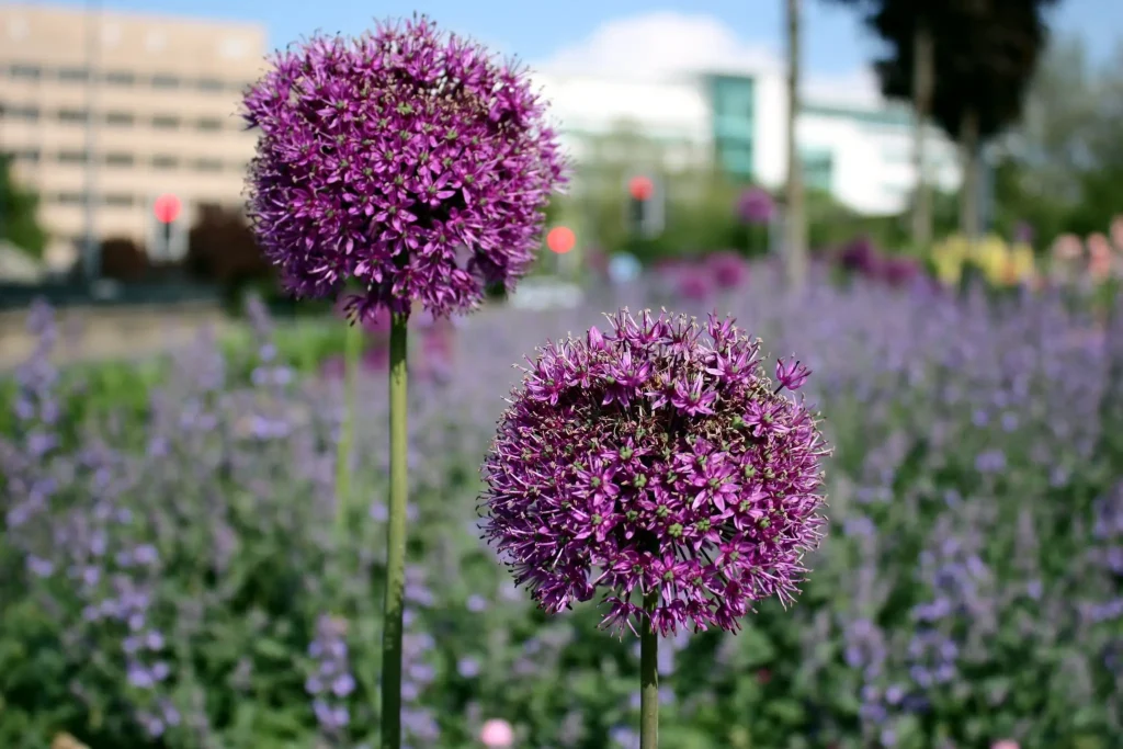 Allium