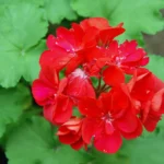 how to grow geraniums indoors