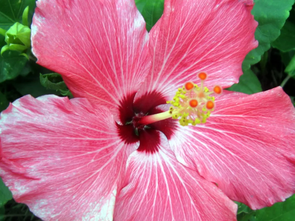  hibiscus plants