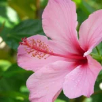 how to care for hibiscus plants