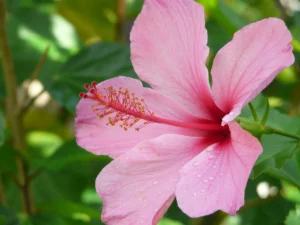 how to care for hibiscus plants