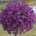 how to grow giant allium bulbs