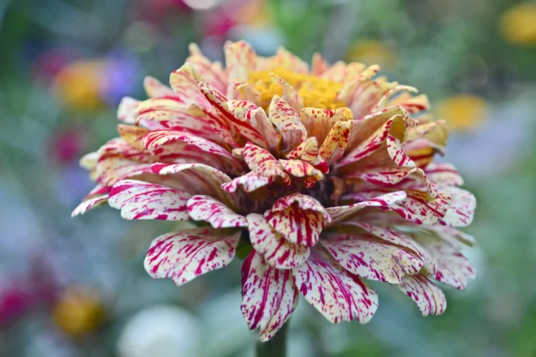 how to grow zinnia flowers