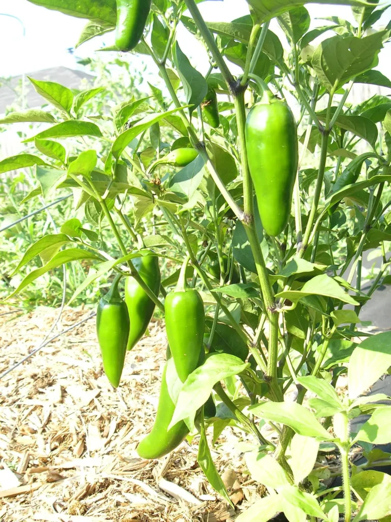  jalapenos