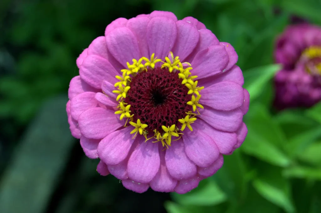 how to grow zinnia flowers