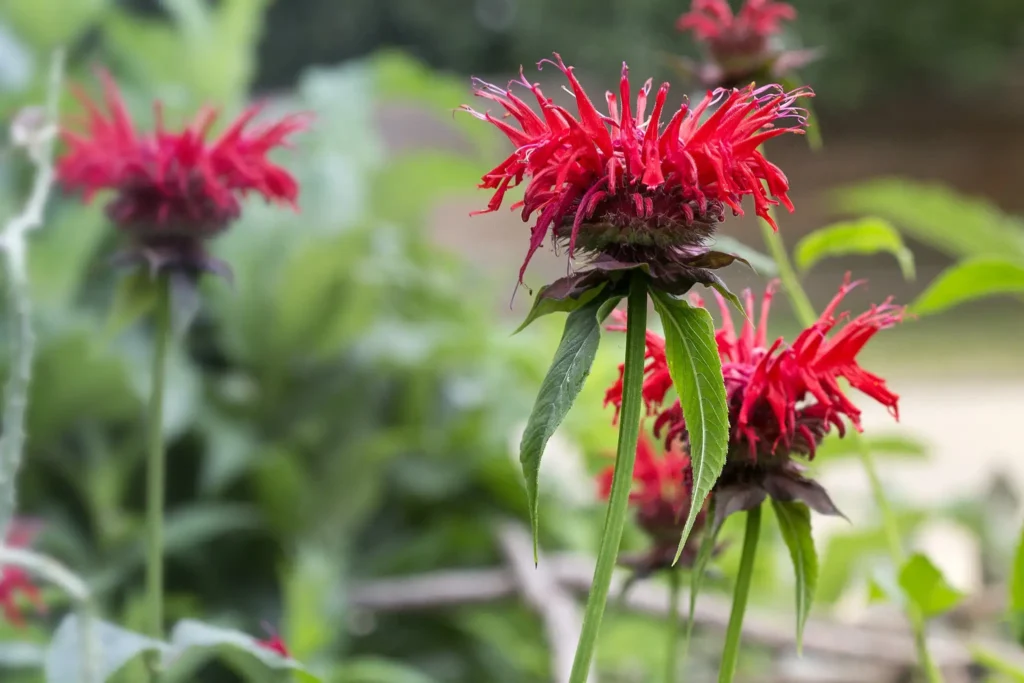 Bee Balm Plant