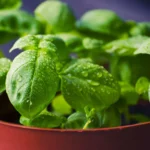 How To Grow A Countertop Herb