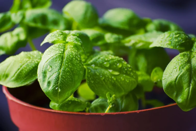 How To Grow A Countertop Herb
