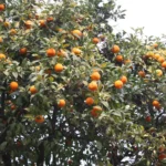 How to Care for Clementine Plants