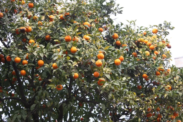 How to Care for Clementine Plants