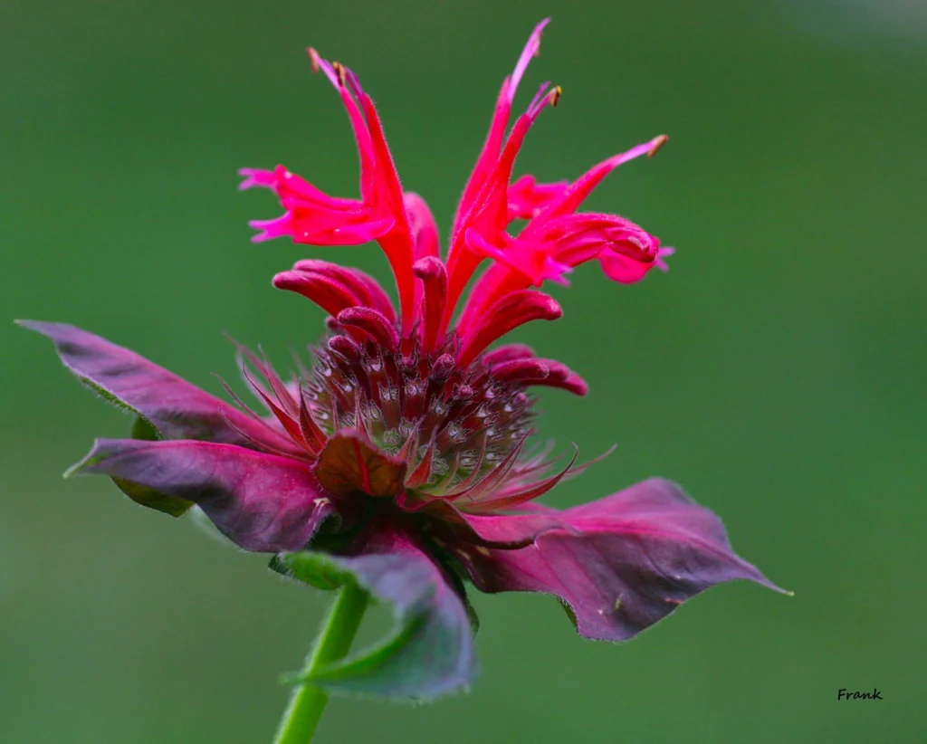  bee balm 
