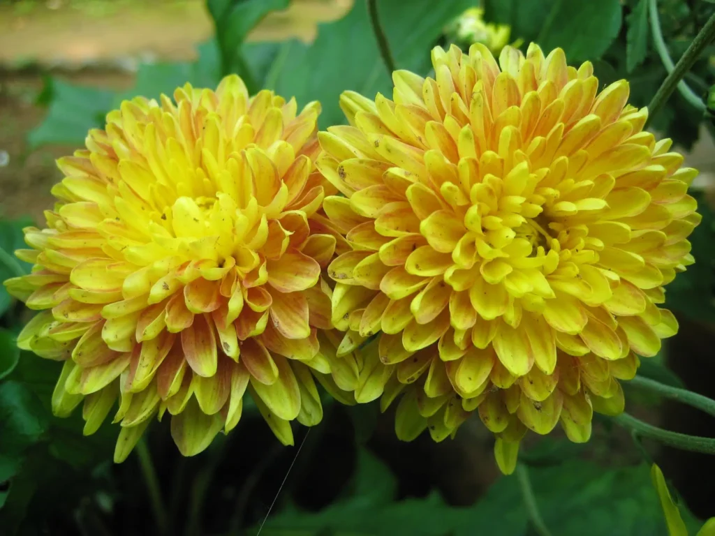chrysanthemum flowers