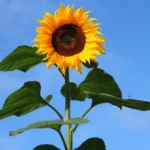 how to grow sunflowers from seeds in pots