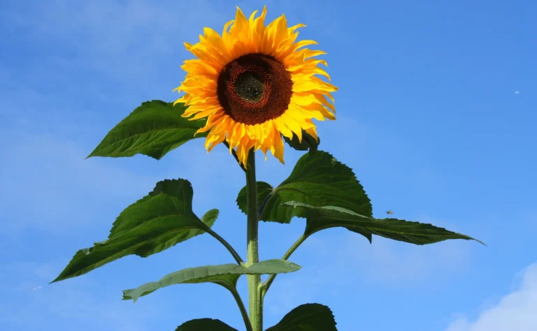 how to grow sunflowers from seeds in pots