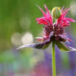 how to take care of bee balm plant