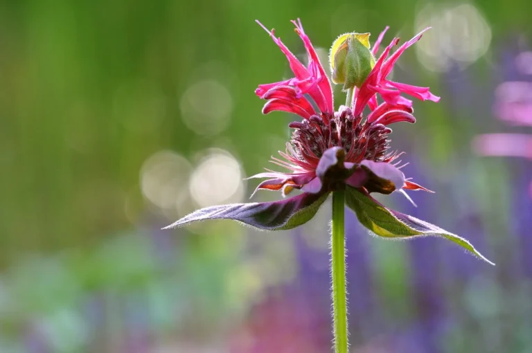 how to take care of bee balm plant