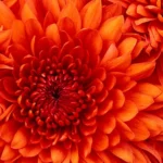 how to take care of chrysanthemum flowers