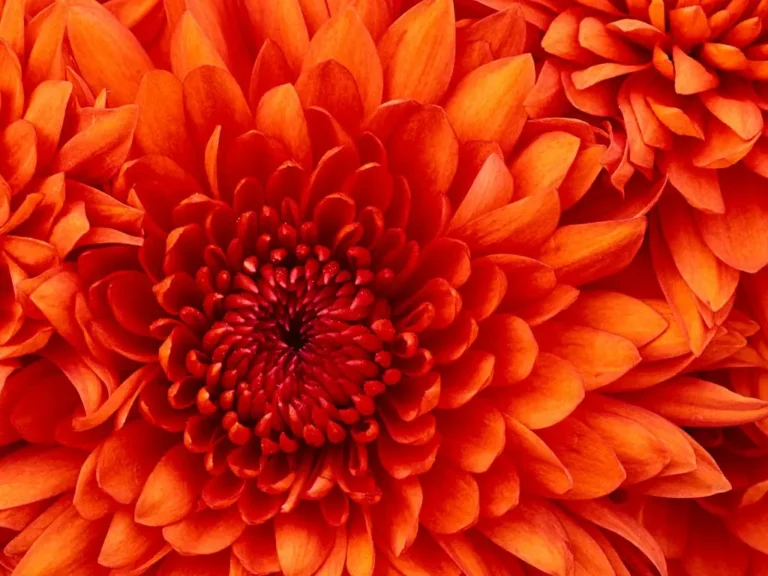how to take care of chrysanthemum flowers