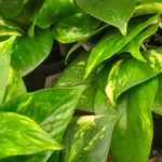 how to take care of pothos plant indoor