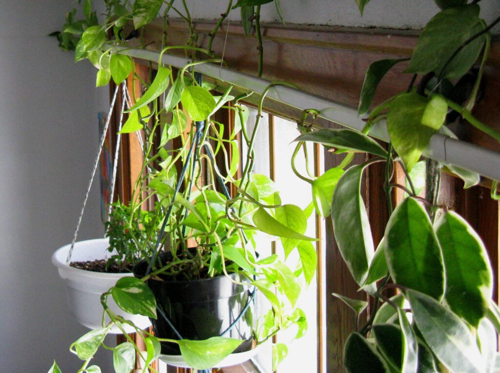 Pothos