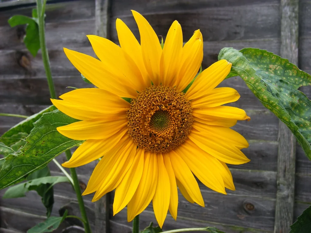 sunflowers 