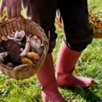 Foraging for Food
