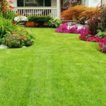 lawn