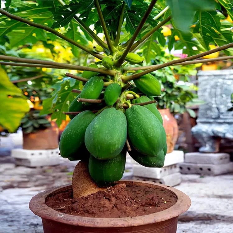 Papaya in a Pot