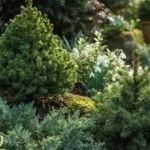 Every Garden Evergreens